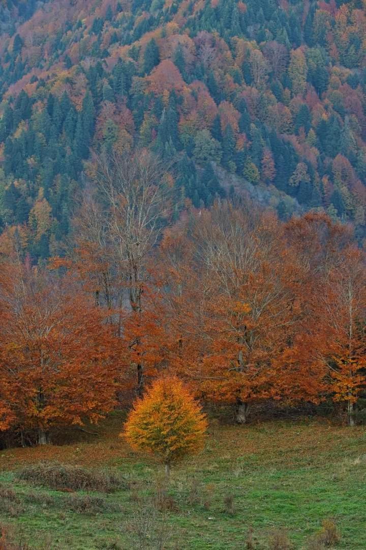 Archontiko Tou Krommyda Elati  Luaran gambar